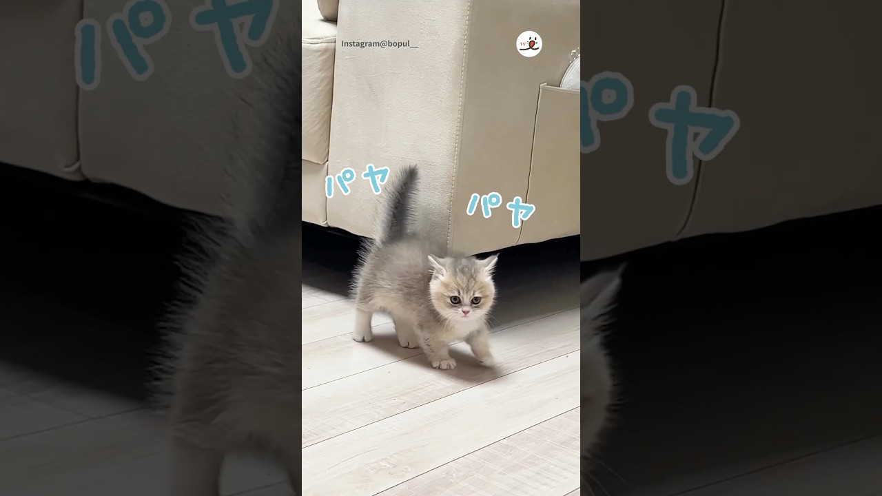 やんのかステップ可愛い子猫😺 #子猫 #マンチカン #子猫のいる生活 #猫 #猫動画 #kitten #munchkin #kittenlife #cat #catlover #catvideos