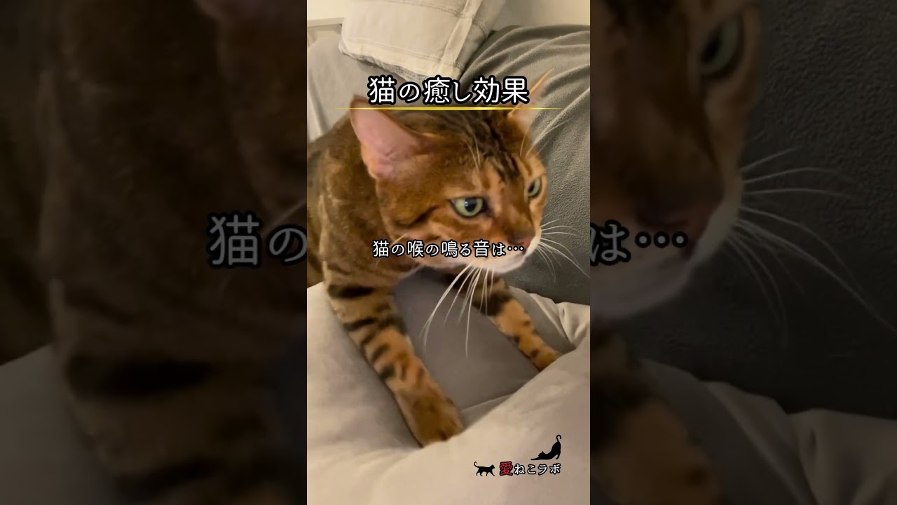 猫の喉の鳴る音は… #shorts #cat #ねこ #ベンガル猫 #シルバーベンガル猫 #猫名言