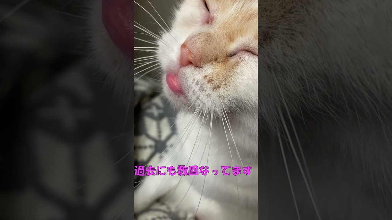 猫がたらこ唇になりました #shorts  #猫 #アメリカンカール #たらこ唇
