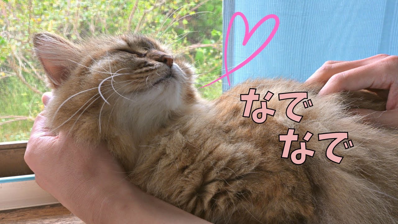 撫でられたい猫【サイベリアン】