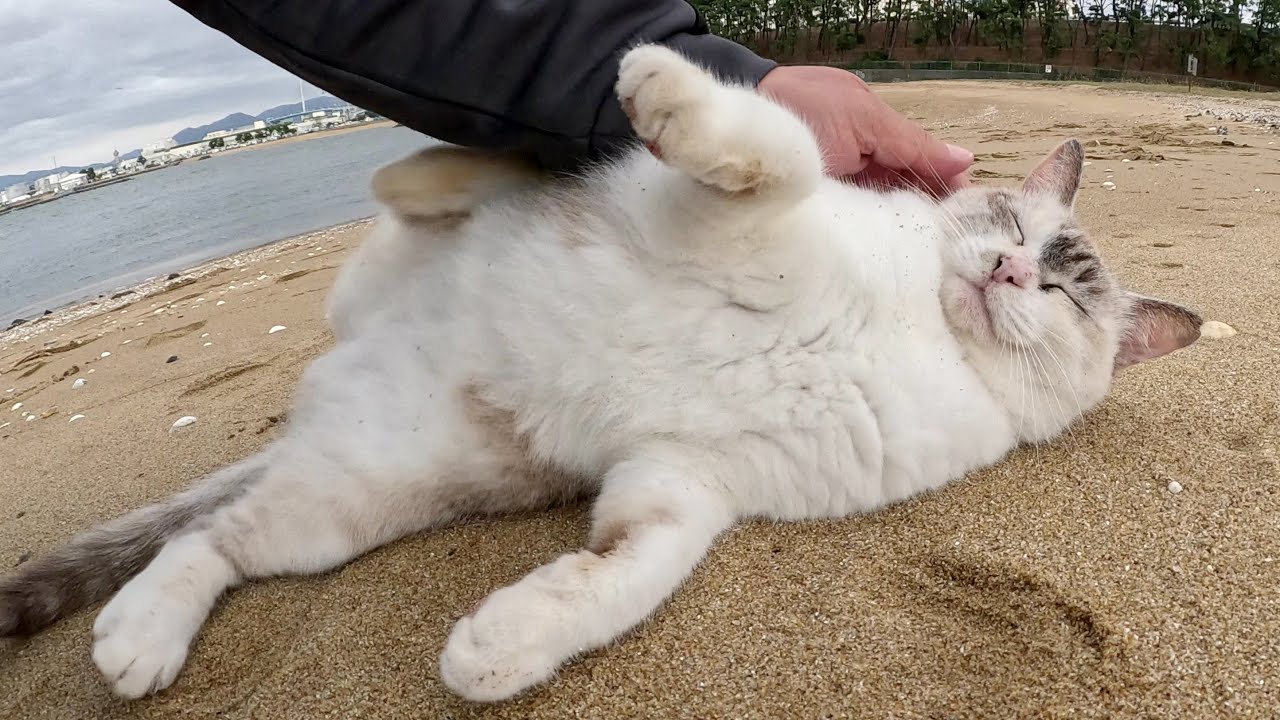 美猫のシャムミックス猫が砂浜でカメラと追いかけっこをする