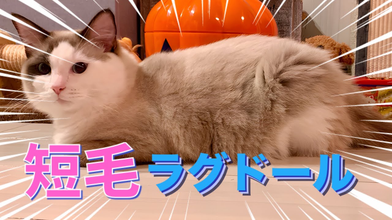 【短毛ラグドール】長毛猫のはずなのに毛が伸びません😈⚡️