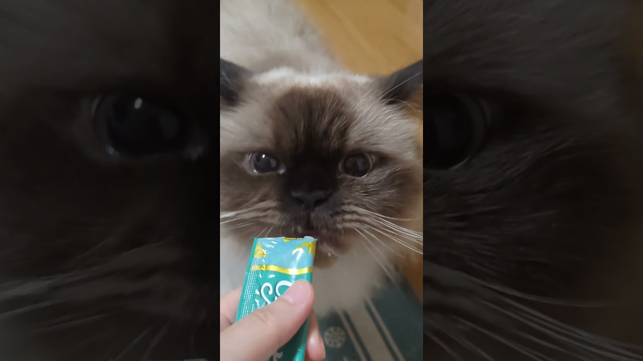 【ヒマラヤン】あざとかわいい猫