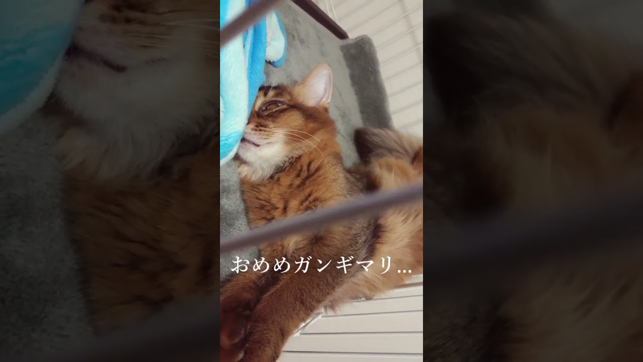 おめめガンギマリ🐱#猫 #cat #고양이 #cat #ソマリ