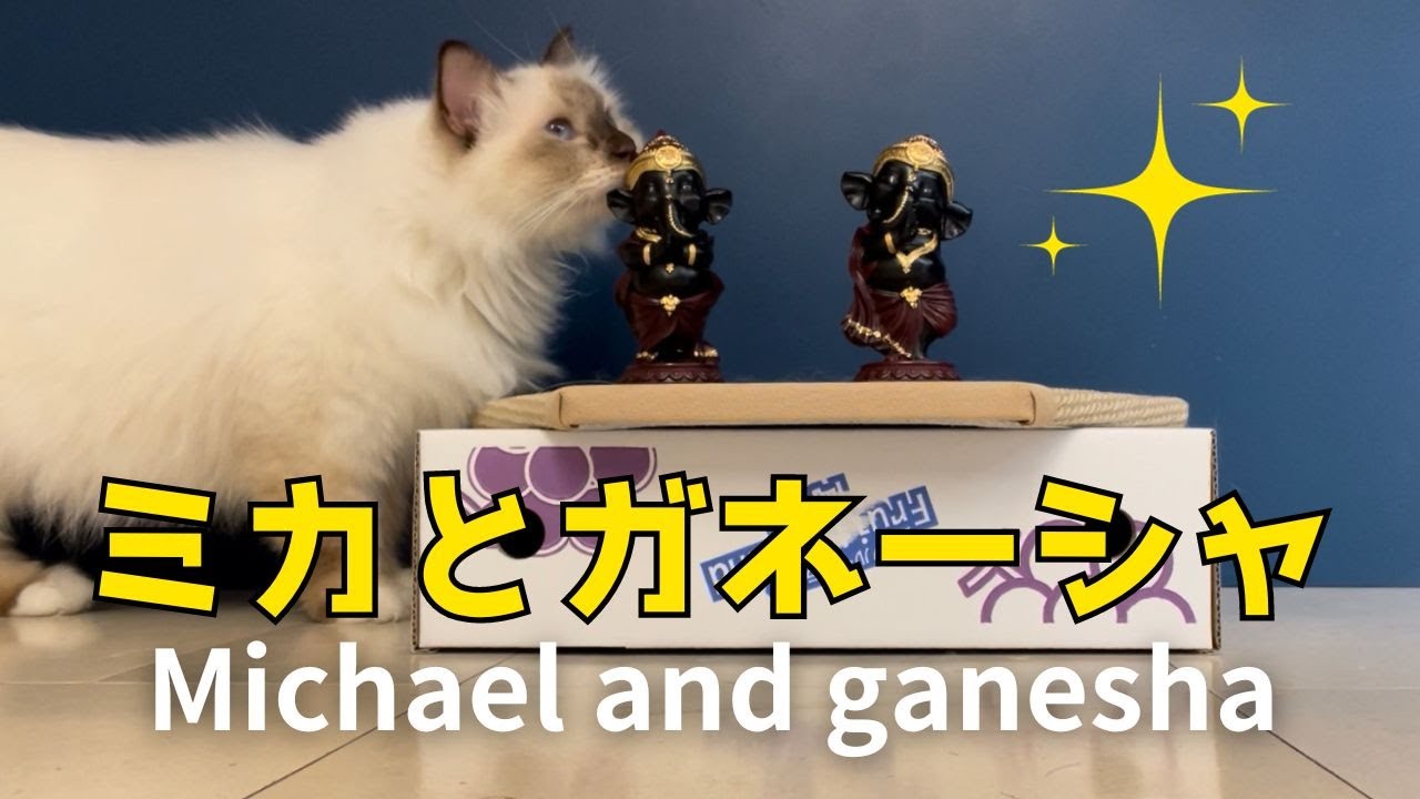 バーマン猫ミカ【ミカとガネーシャ】Michael and ganesha（バーマン猫）Birman/Cat