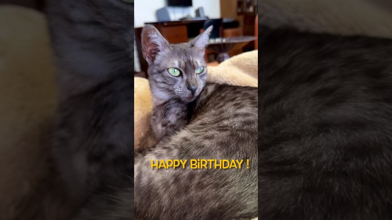 ❤️#2歳誕生日 にゃ❗️めでたいにゃ‼️#エジプシャンマウ#誕生日おめでとう #猫のいる暮らし #今日も元気でありがとう #happybirthday #shorts