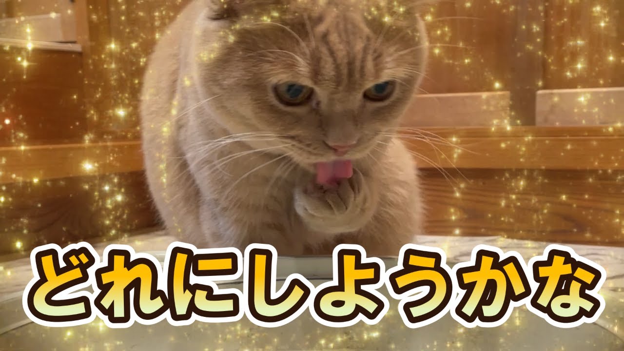 実は苦手じゃなかった？！夢中になる猫ｗ【スコティッシュフォールド】