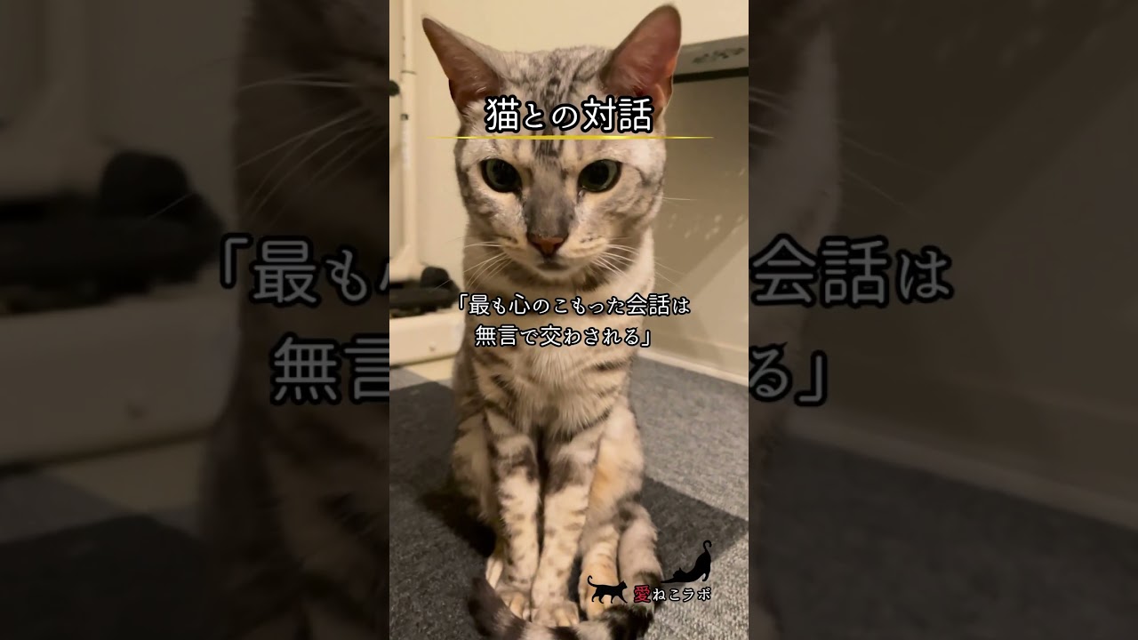 猫は話さないけれど… #shorts #ねこ #ベンガル猫 #シルバーベンガル猫 #猫名言