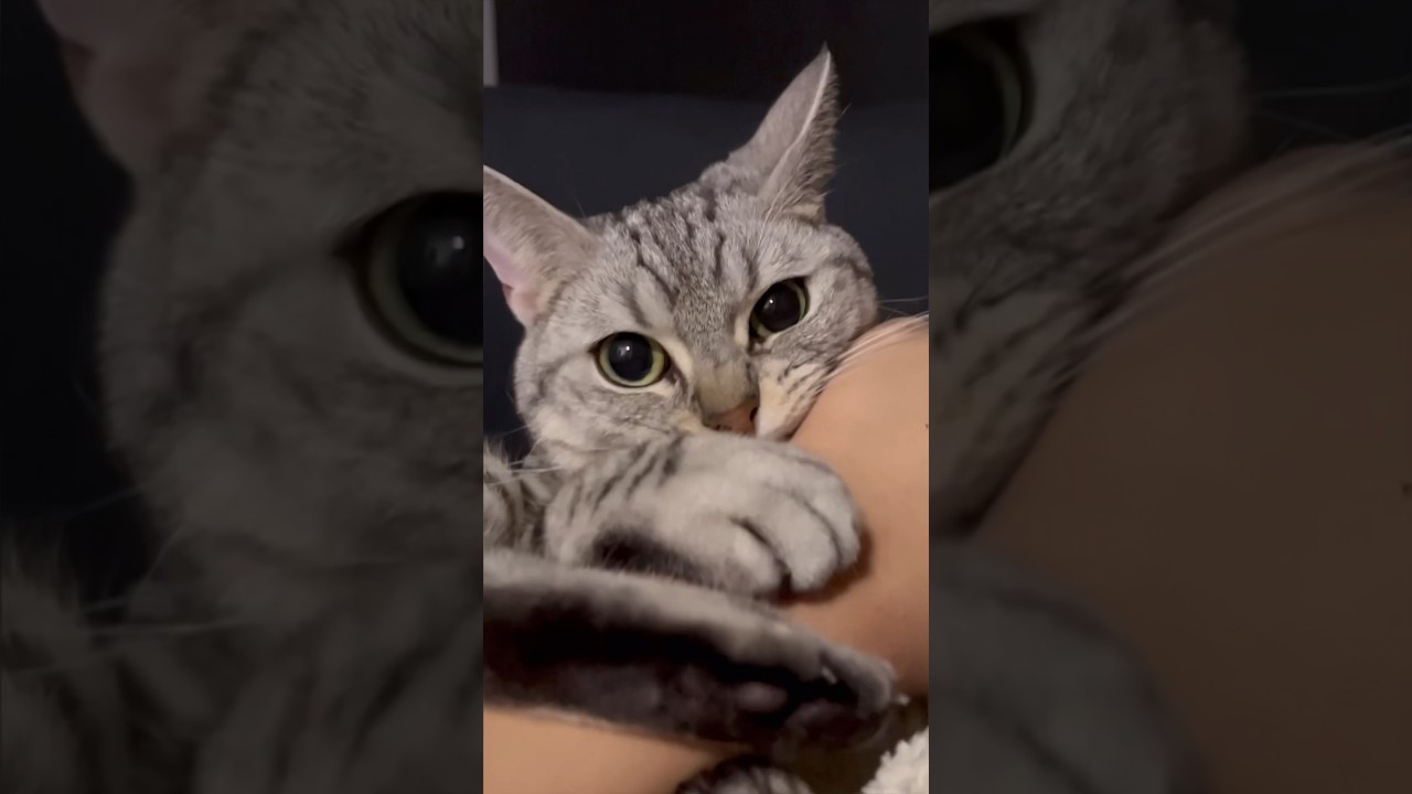 【猫動画】パパをベッドから解放してください...笑 #shorts