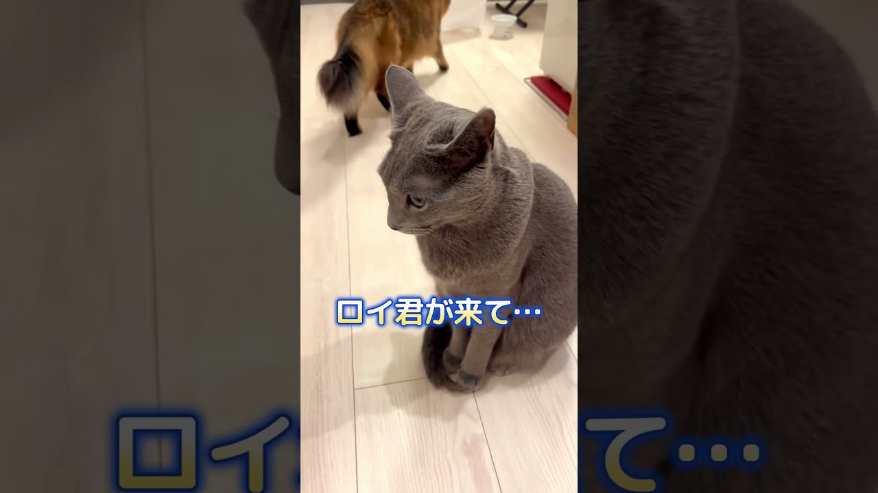 軽めの挨拶を交わす猫たち #ロシアンブルー #ソマリ #しっぽ吸い