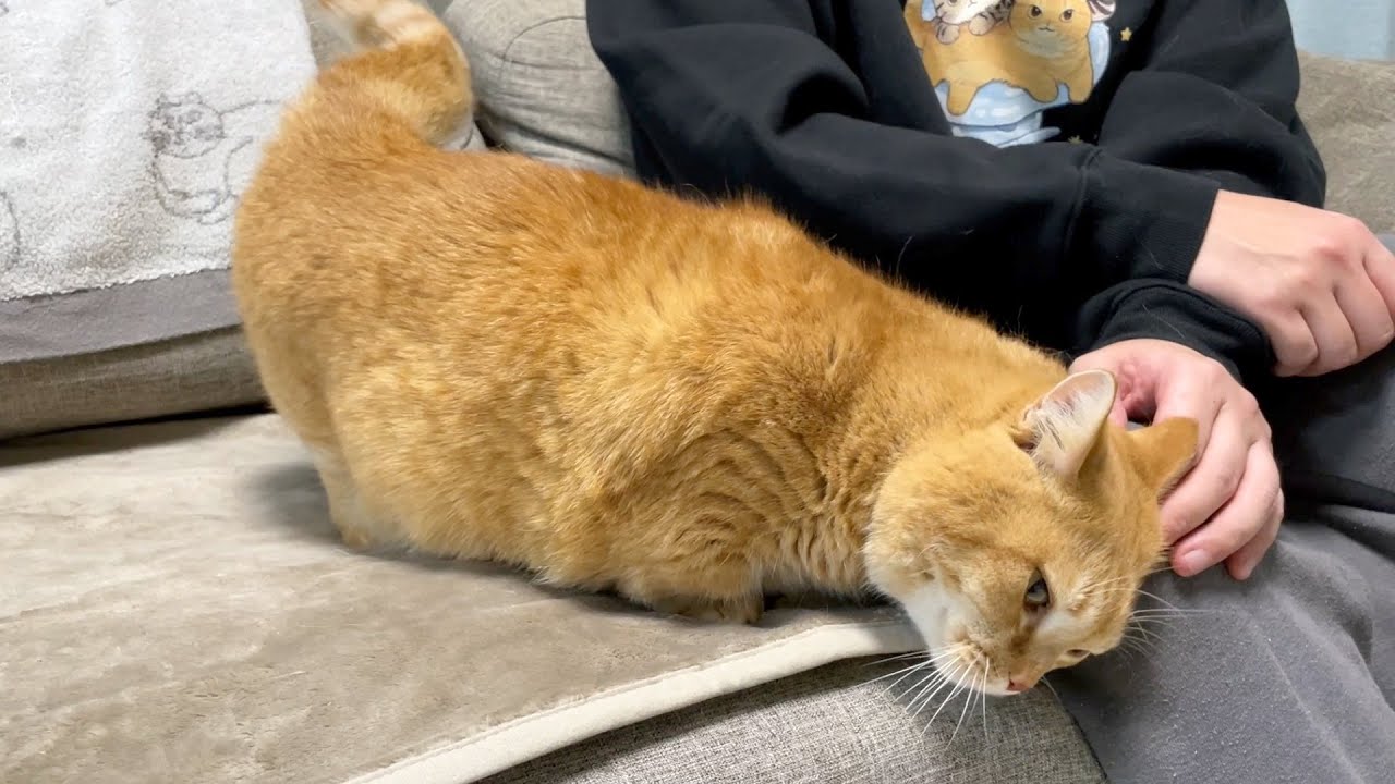 もふるのを止めると頭突きで催促してくる猫が可愛すぎる！