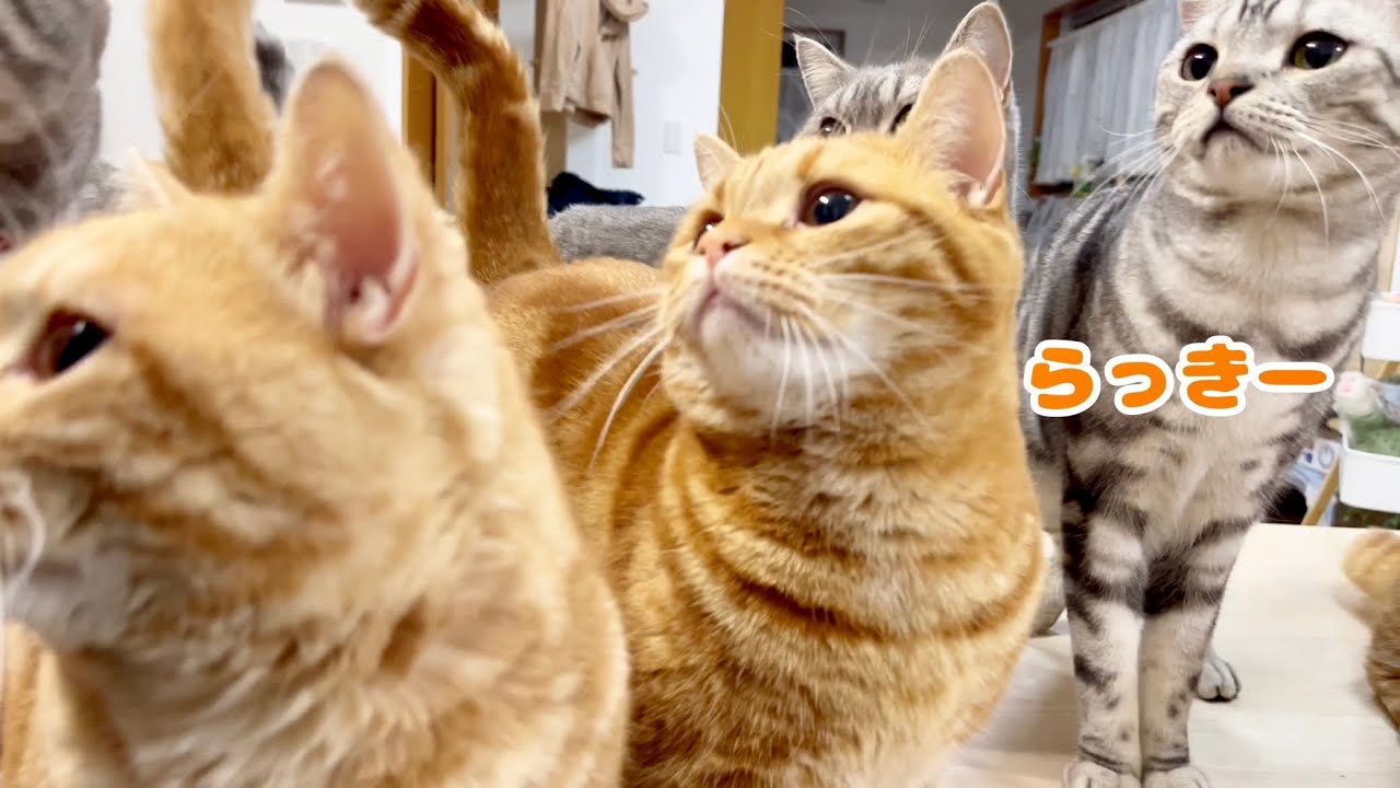 らしさを取り戻した茶々パパとこどもたち #猫 #マンチカン