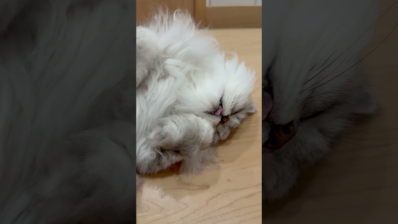 気持ち良さのあまり舌をしまい忘れる猫 【サイベリアン】 #Shorts