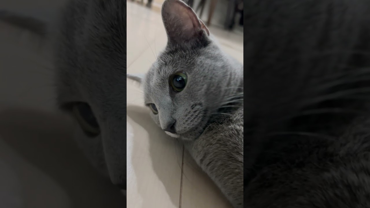 くつろぎ猫　#Shorts #ロシアンブルー　#ねこ　#ねこ動画　#cat #猫　#Russianblue