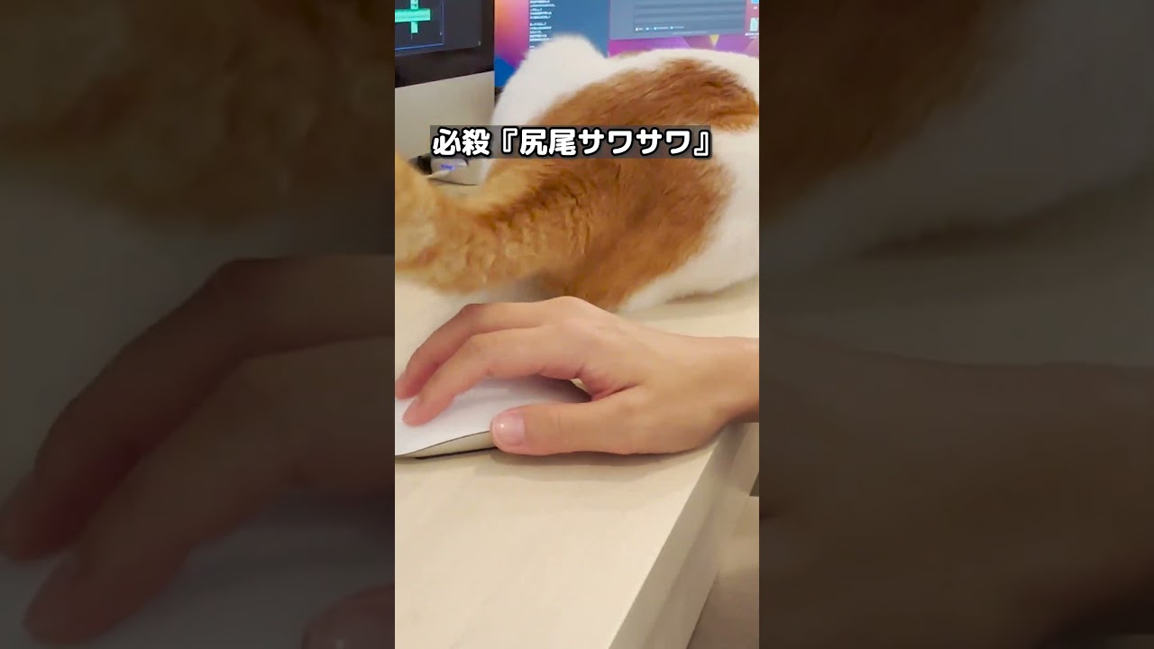 【甘えんぼ猫】かまっての必殺技連発にママが撃沈…#shorts  #師匠