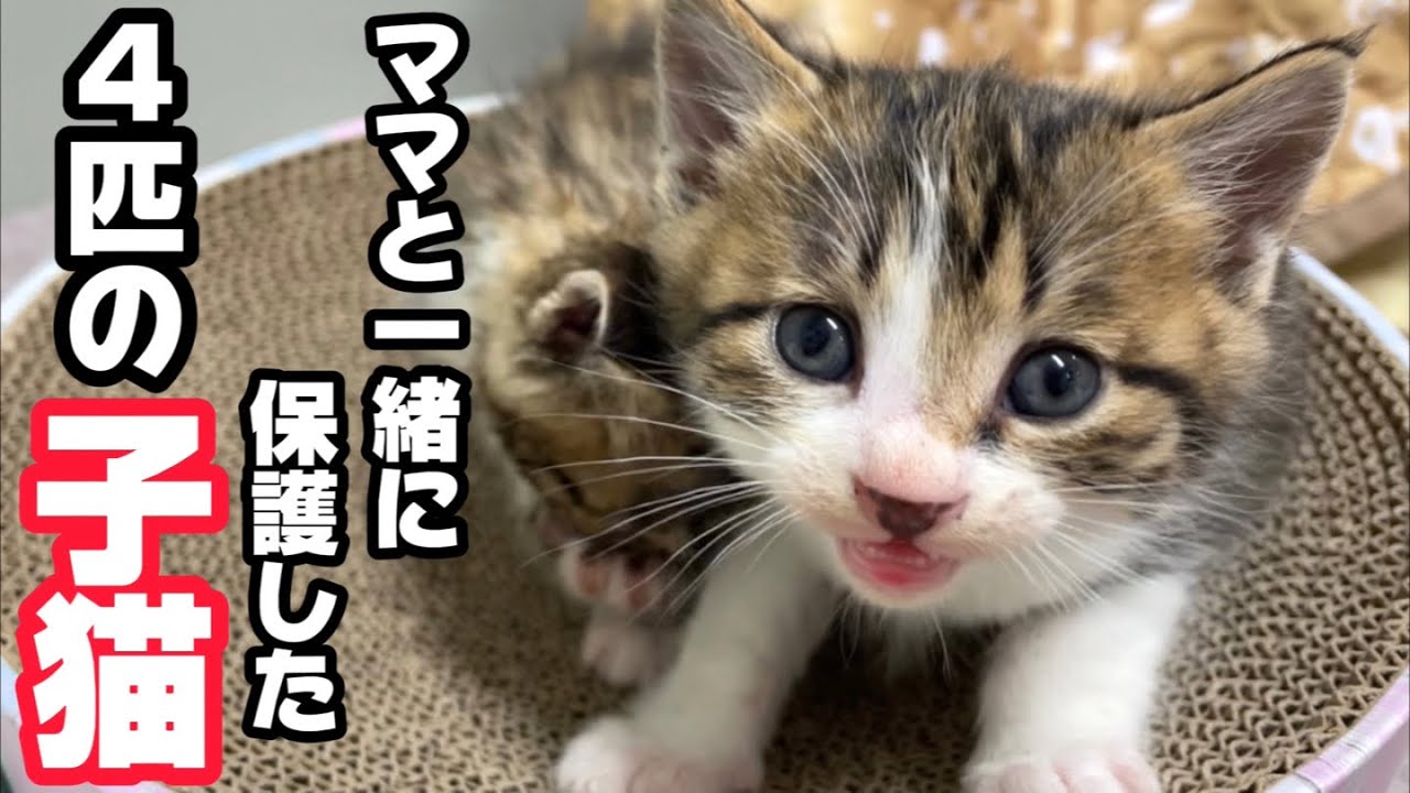 4匹の子猫と一緒に保護したママ猫がやらかしてしまいました…（泪）