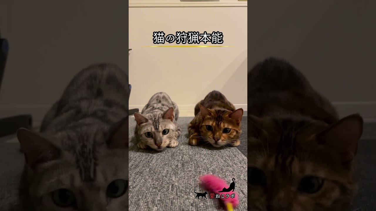 猫がじっと獲物を狙うその眼差しは… #shorts #cat #ベンガル猫 #シルバーベンガル猫