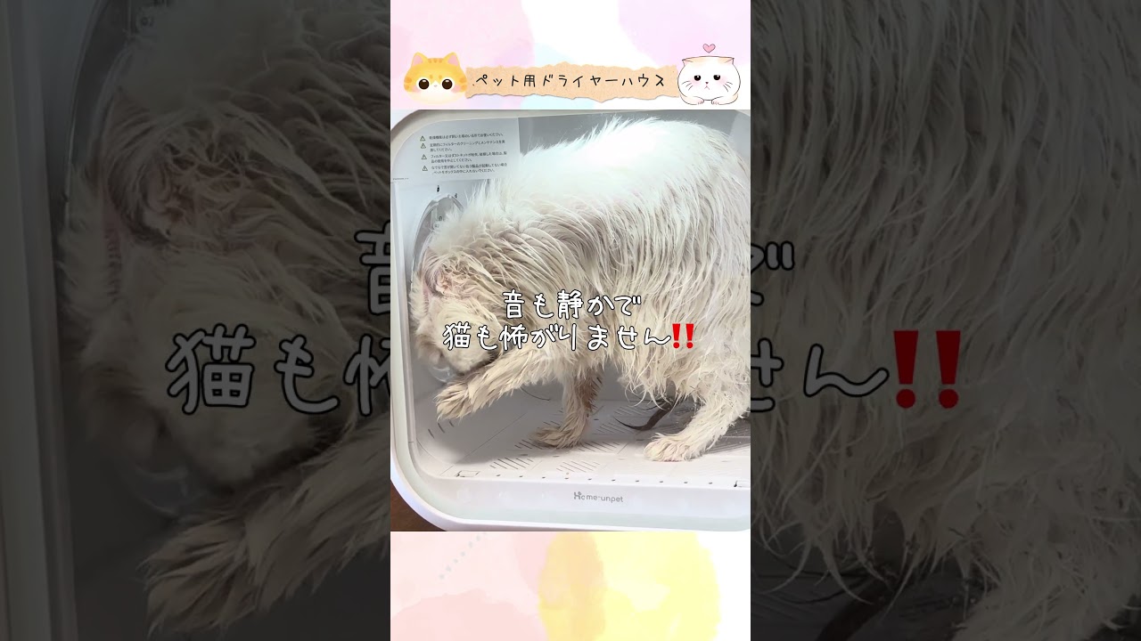 ↑↑↑↑↑本編はこちらから↓↓↓↓↓# 猫のシャンプー #スコティッシュフォールド #cat #shorts