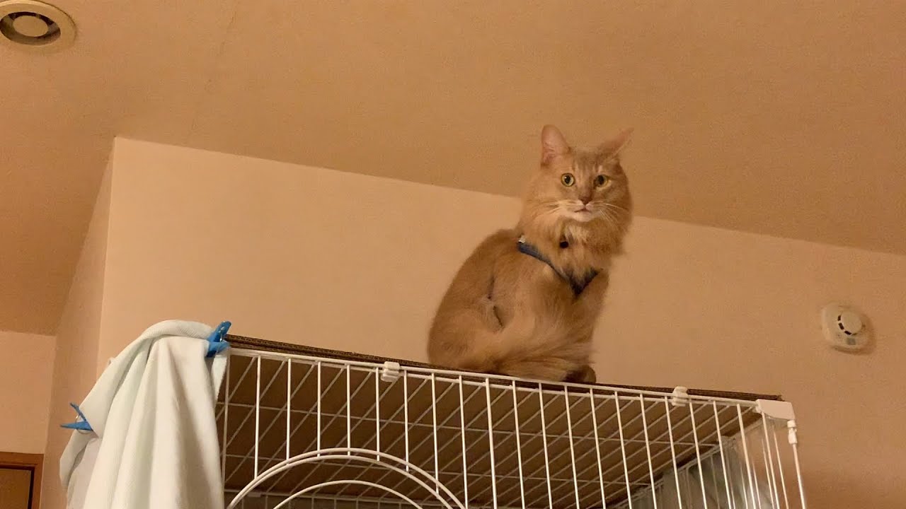 【実家へ帰るシンバくんVol.4】ソマリの鳴き声をどうぞ！ゲージの上から、２階の階段から、見下ろす愛猫が可愛い！（Somali cat）