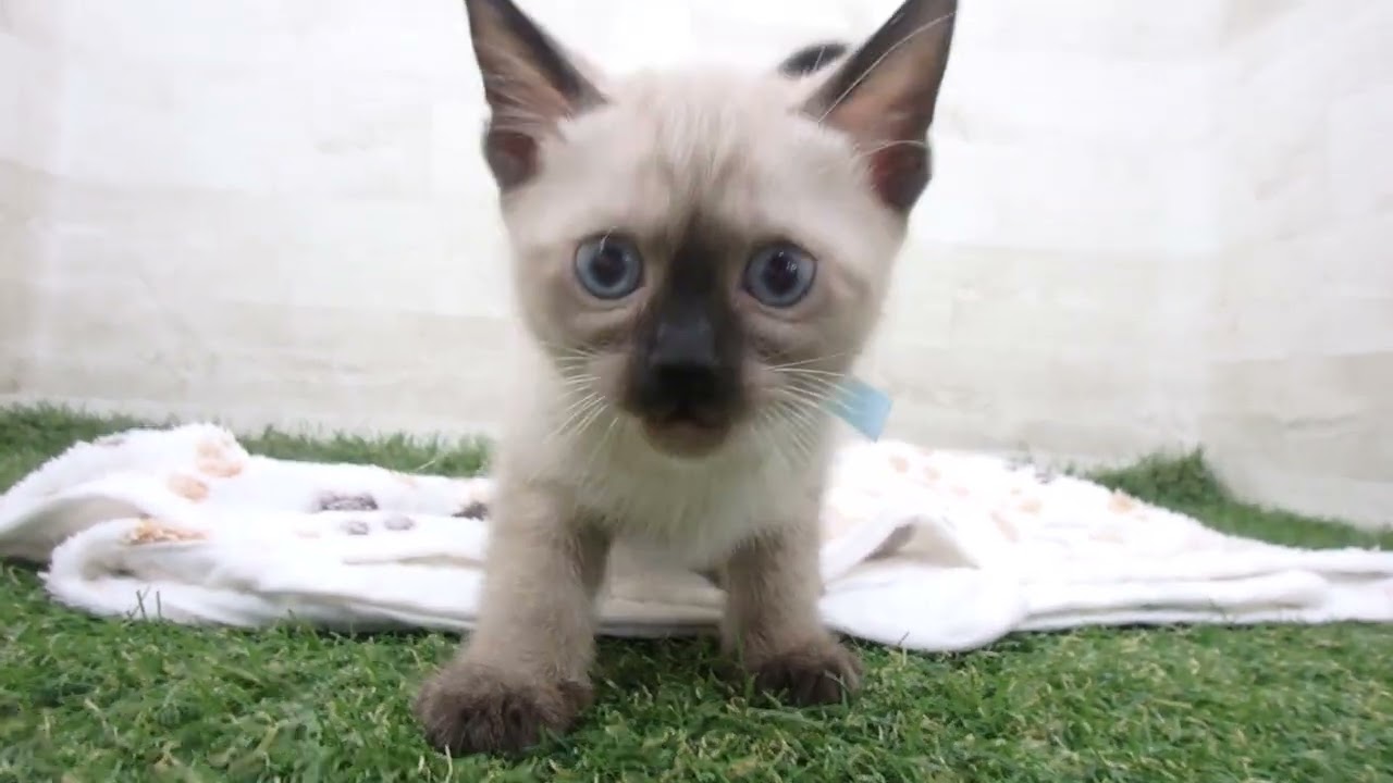 Coo&RIKU　No00656153 バーミーズ