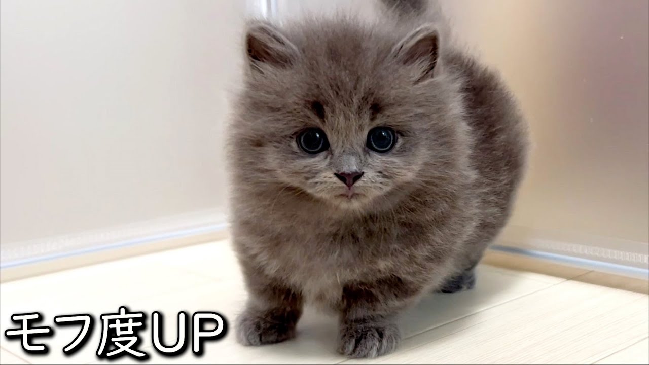 【マンチカンの子猫】モフモフ度がどんどんアップしていく子猫達の件 ∼猫のいる生活Vol.835~ 出産動画 マンチカン短足・ミヌエット・ペルシャ猫専門ブリーダー『ペット蔵人』【子猫の成長記録】