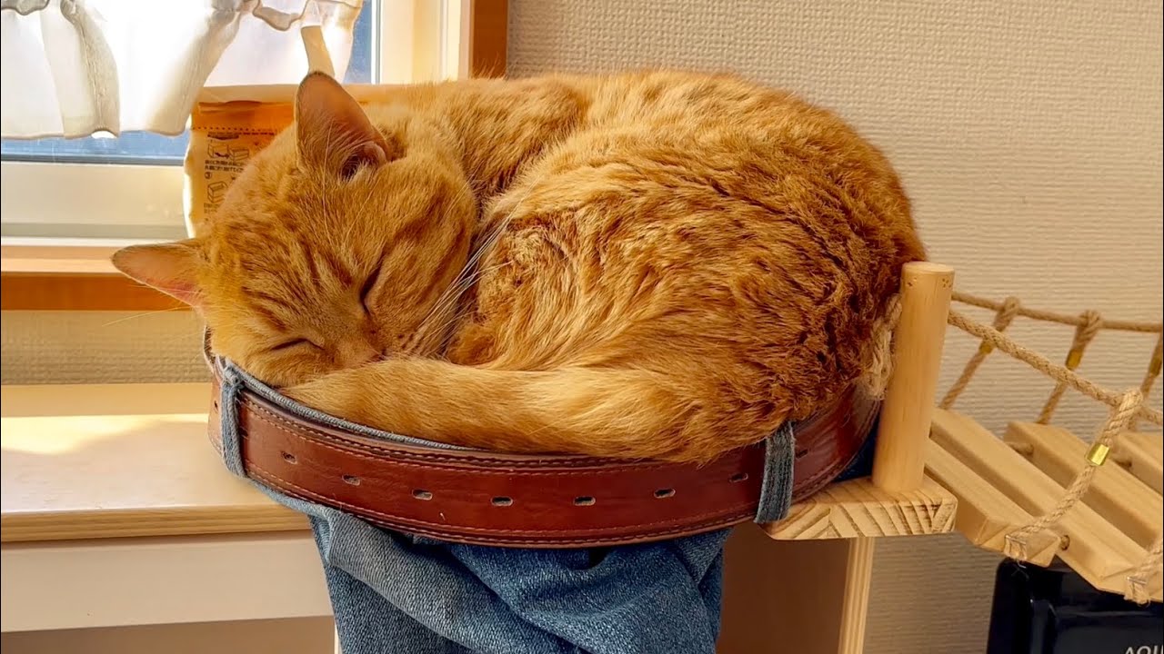パパのデニムで寝るのが好きな茶々パパとおぎんくん #猫 #マンチカン