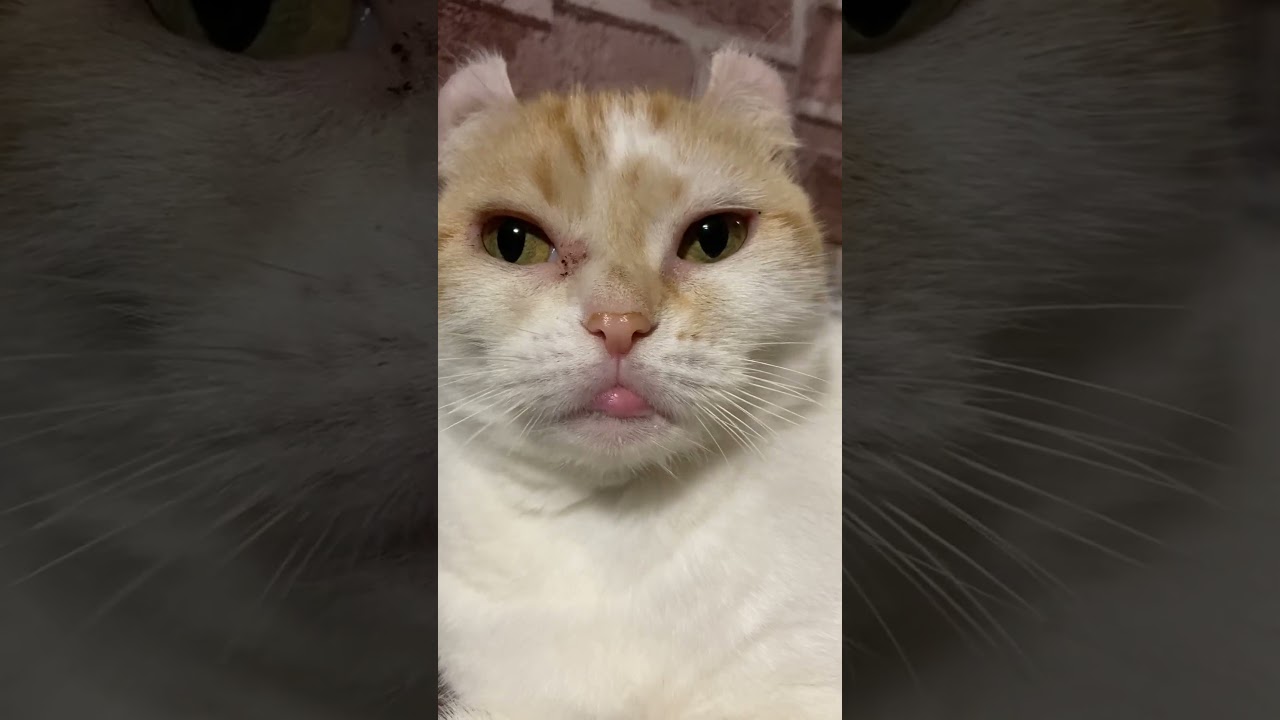 たらこ唇～３日目 #shorts  #猫 #アメリカンカール #たらこ唇