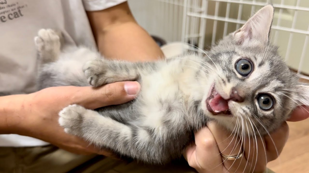 保護した子猫　これは心配なので確認させていただきます。