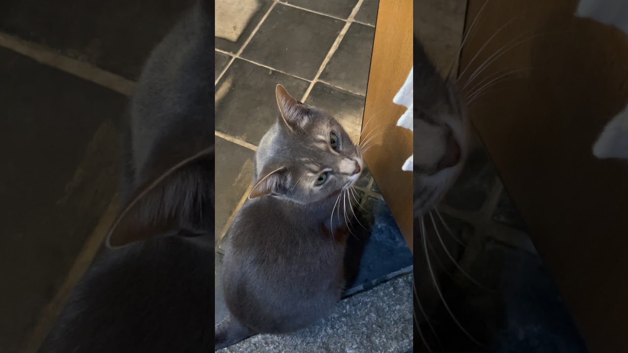 #風の猫　流しの角でスリスリする猫…　#Shorts