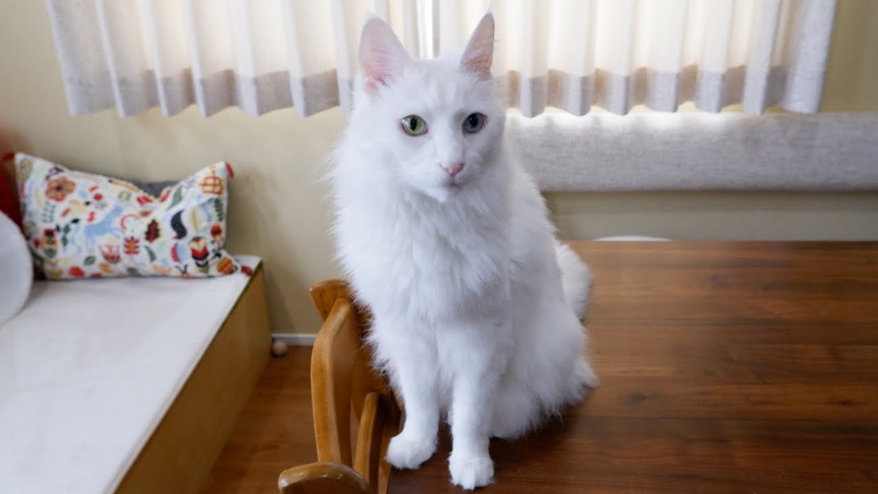 【憧れ✨】身体能力が高すぎるターキッシュアンゴラのムーと遊んだら、やっぱり敵わなかったwww