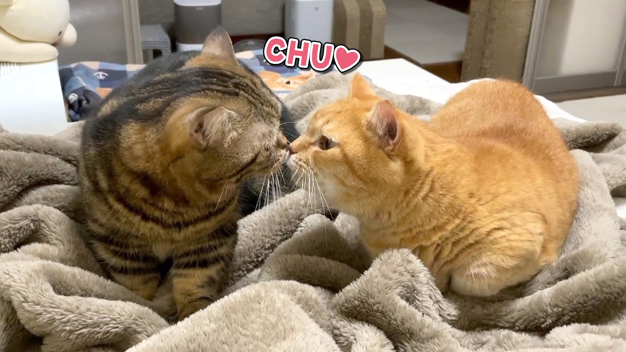 ふかふか毛布を出したら猫が集まってきて幸せ空間になりました…！