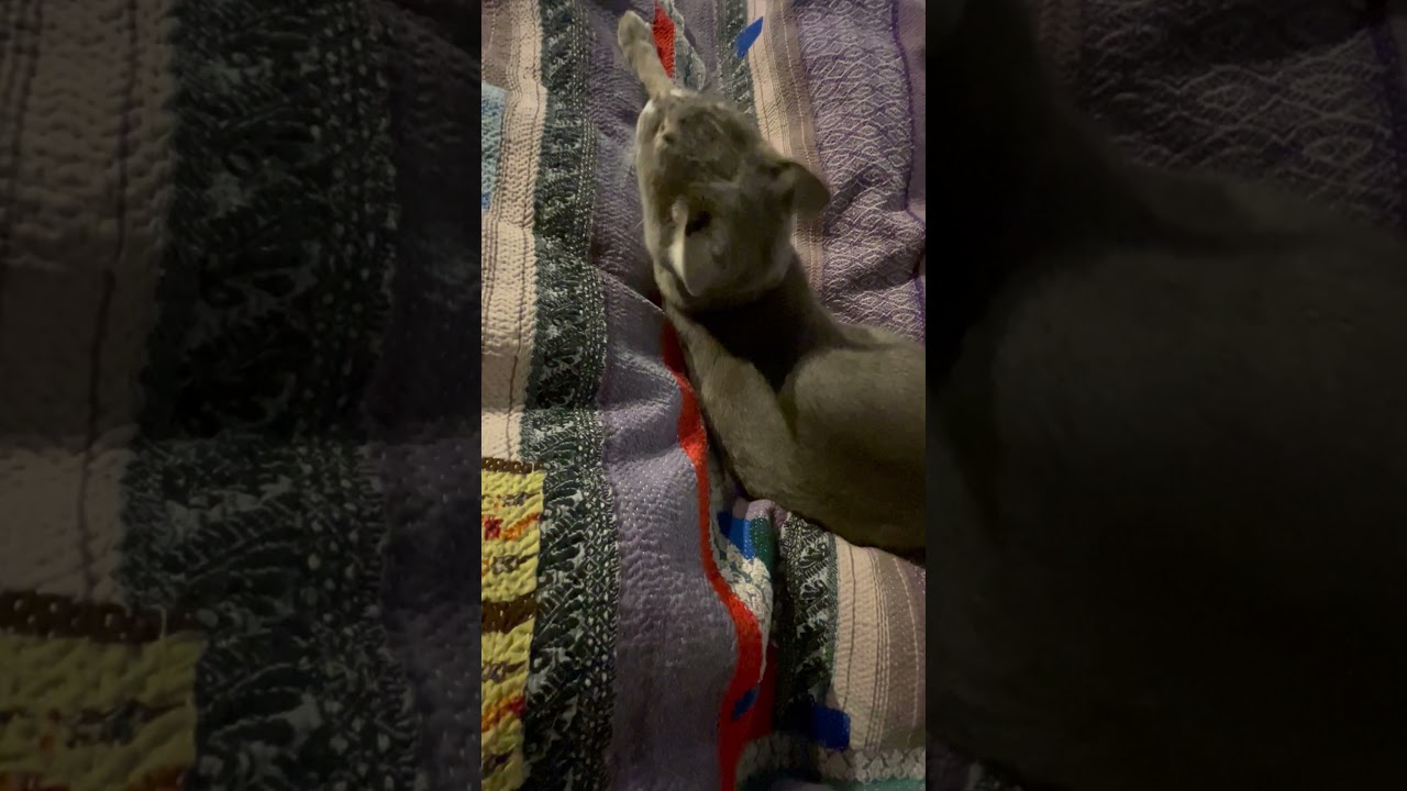 #風の猫 　朝、ゆっくりしている猫　#Shorts