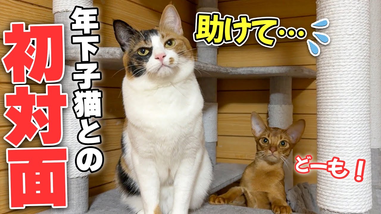 生まれて初めて子猫と出会って接し方がわからず大困惑してしまう三毛猫。そして猫たちの関係性にも徐々に変化が…？
