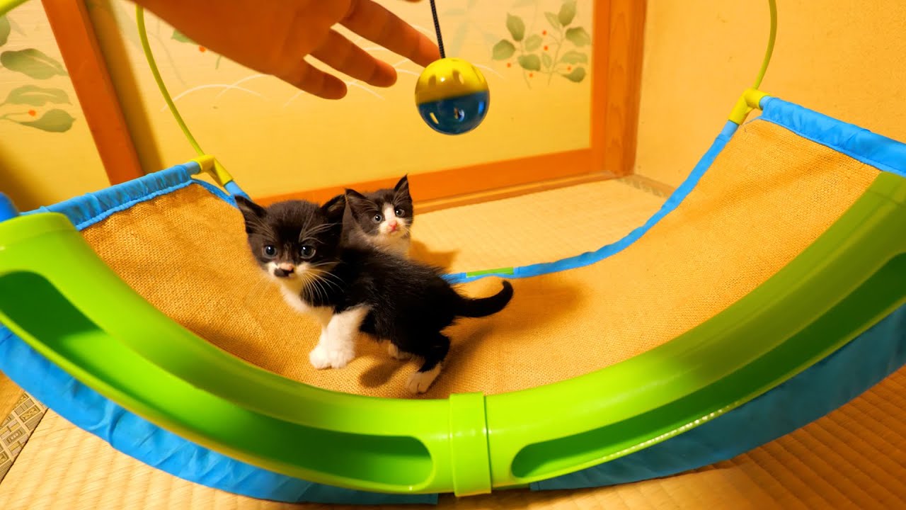 子猫達に初めての遊具を与えてみたら‥【道路のずぶ濡れ子猫保護当日】