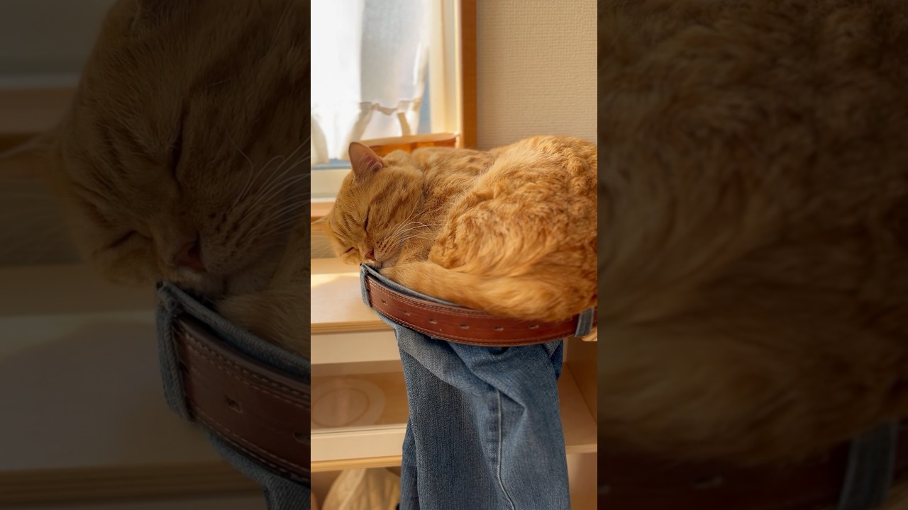 『ぼく、この匂い安心する！』 #猫 #マンチカン #shorts