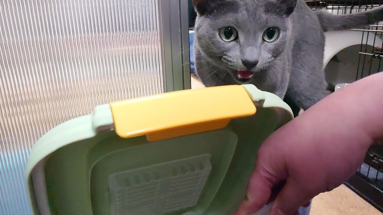 【猫動画】旦那の帰りが遅くなった日のロシアンブルー【russianbule】Russian Blue on the day her owner came home late