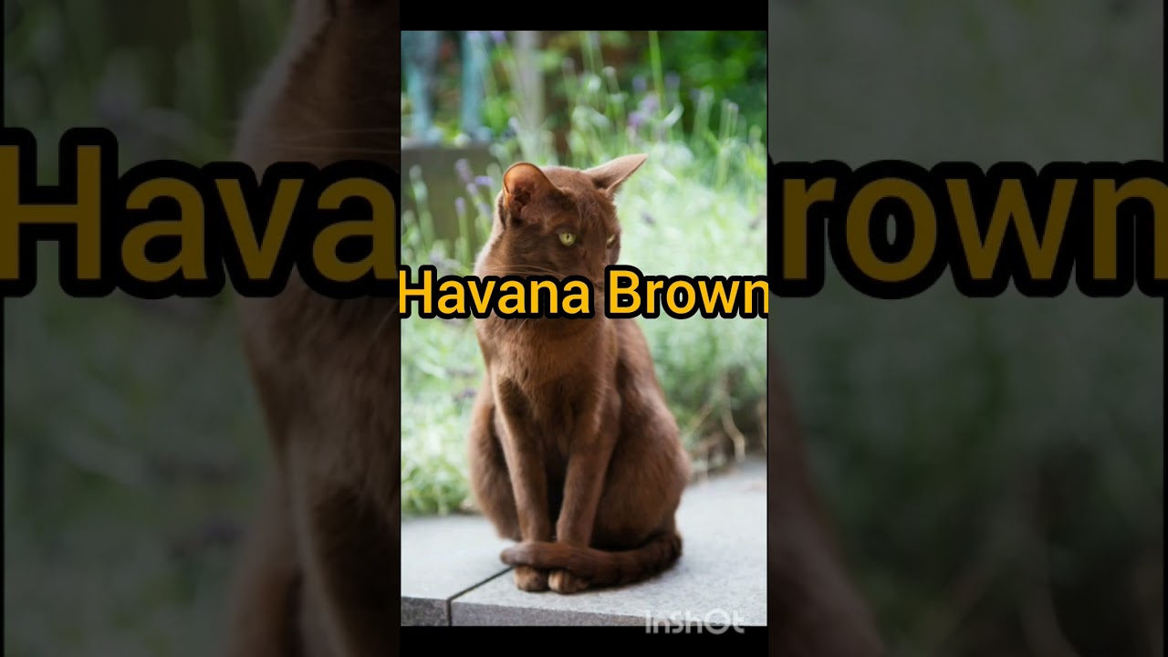 Top10 most Intelligent Cats In The World #shorts #trending #viral #Top10