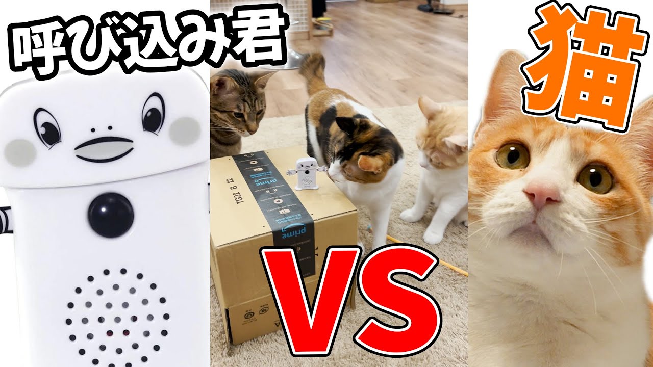 猫 VS スーパーで流れてるあの謎の音楽　#Shorts