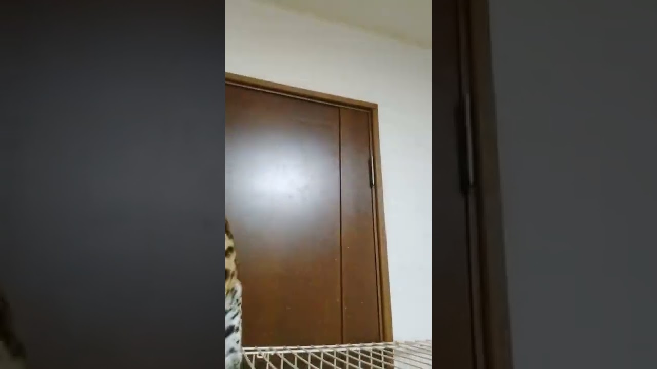 ベンガルヤマネコ