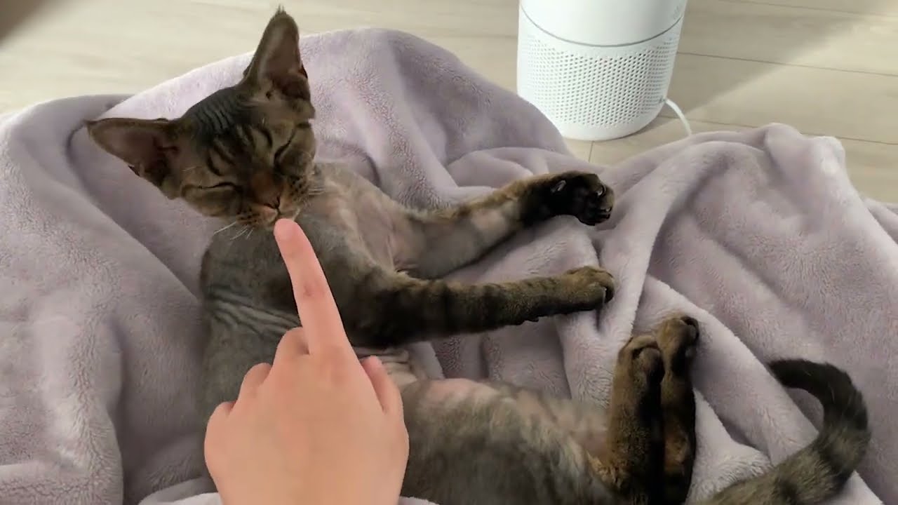 私の隣で甘えているデボンレックス弟と遊びました(Playing with cute Devon Rex cat)