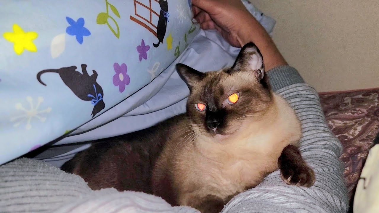 朝起きようとしたら隣で寝てたシャム猫に腕に力を加えられて起きれなくなった💦