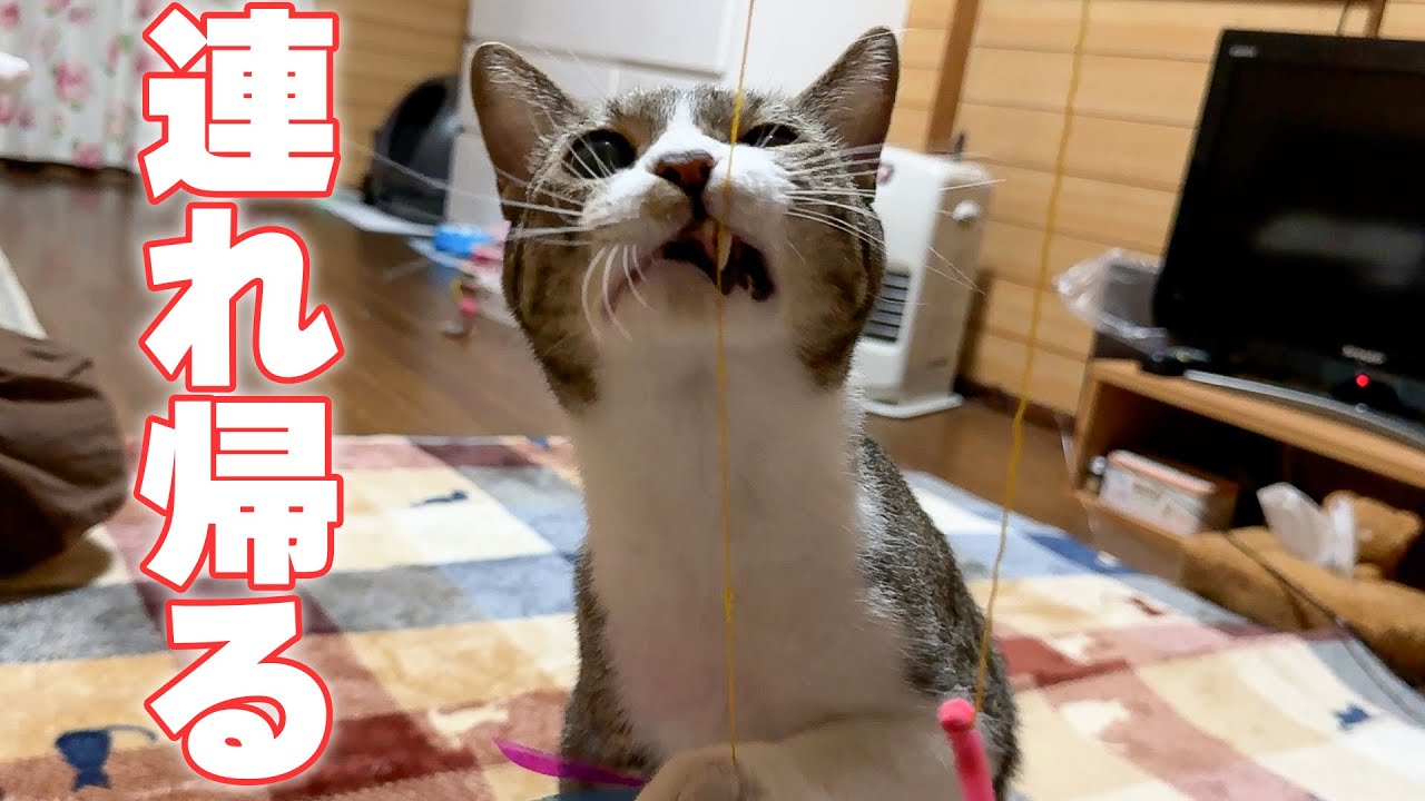 母「アロン連れて帰ってもいいよ」←え？？