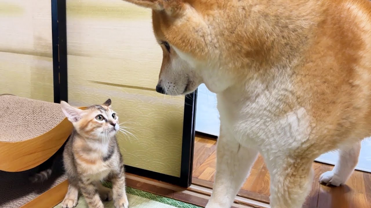 怖がりな子猫を心配する柴犬ママ