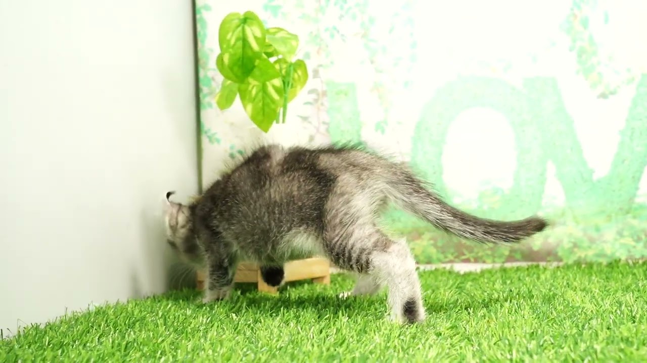 Coo&RIKU　No655994　アメリカンカール