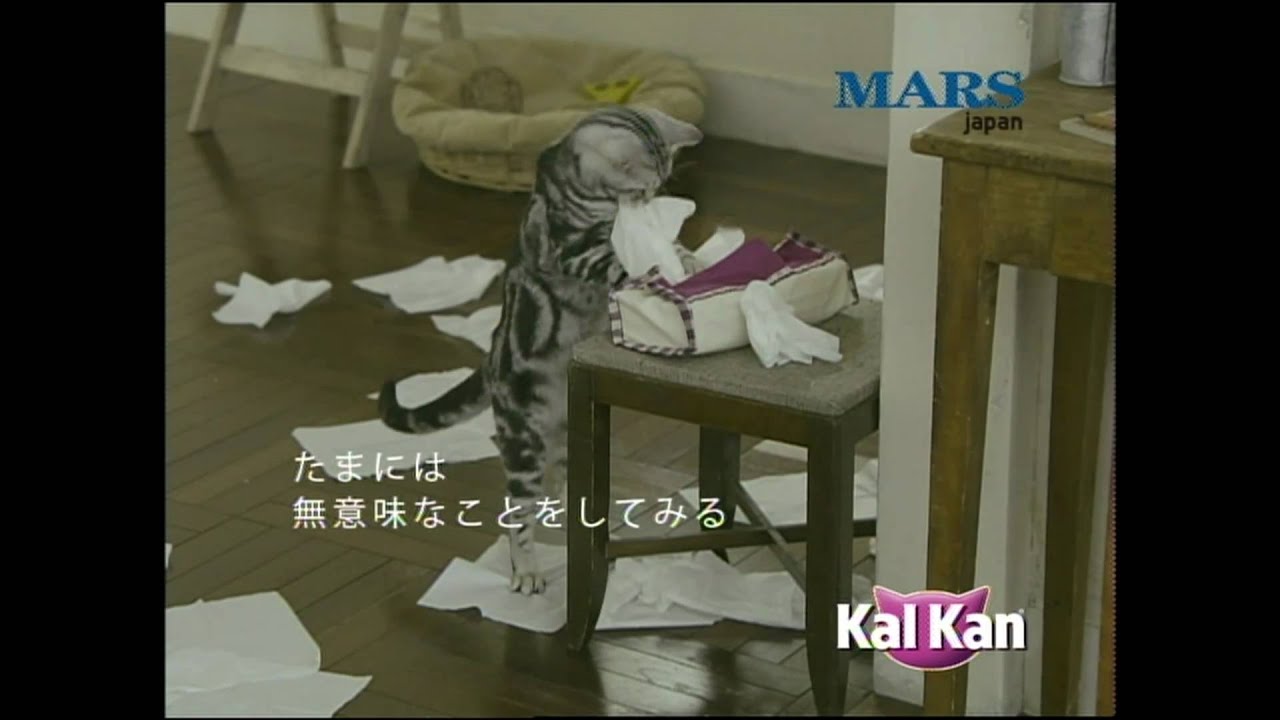 カルカン-アメリカンショートヘア-