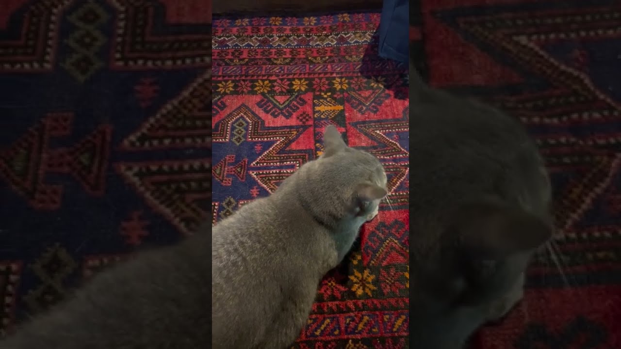 #風の猫　外から戻ってきたおばあちゃんと扇風機にあたる猫…　#shorts