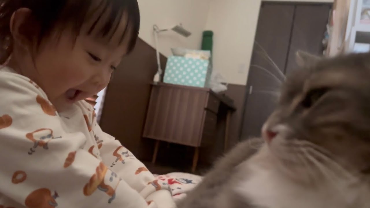 起床時も就寝時もお腹上に乗る猫　ノルウェージャンフォレストキャットA cat sitting on its stomach. Norwegian Forest Cat.