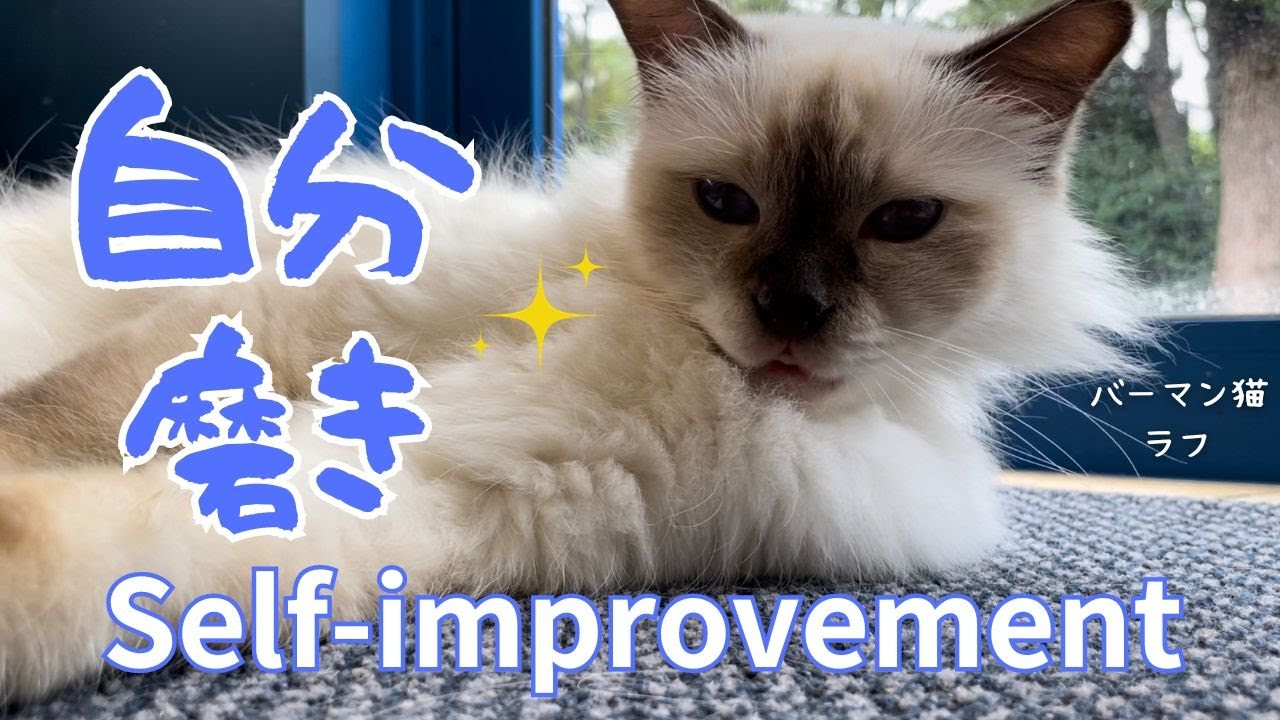 バーマン猫ラフ【自分磨き】Self-improvement（バーマン猫）Birman/Cat