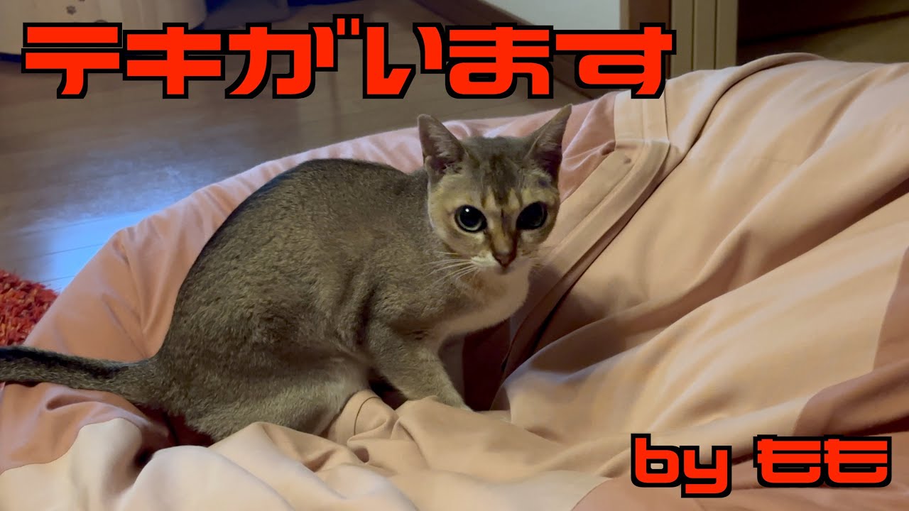 見えない敵と戦う👊🏻シンガプーラ「もも」　#シンガプーラ　#猫