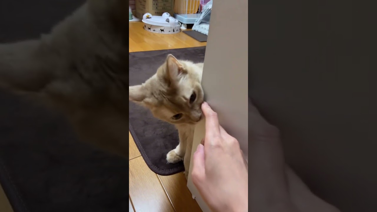 猫との温度差(・ω・)#shorts #猫 #ソマリ